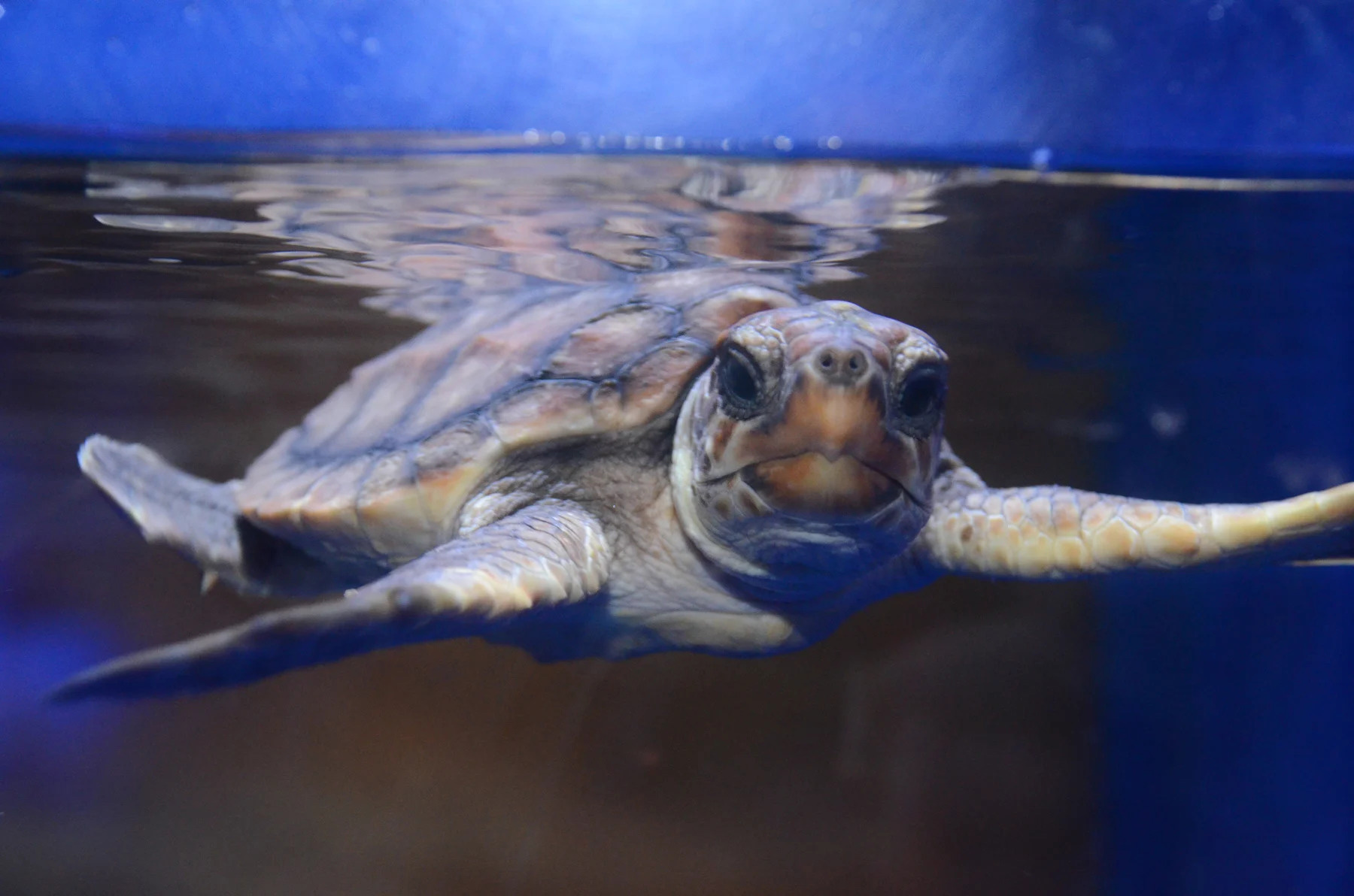 NC Aquarium at Pine Knoll Shores